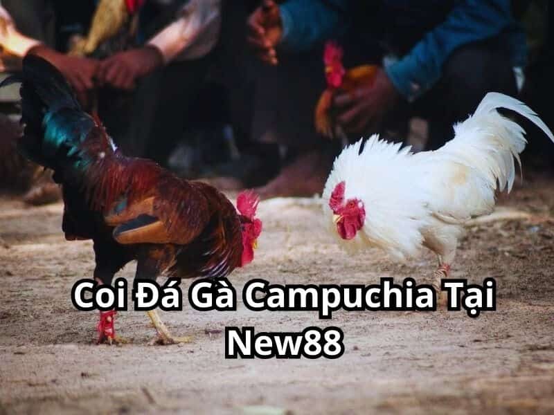 Coi đá gà Campuchia trực tiếp tại New88