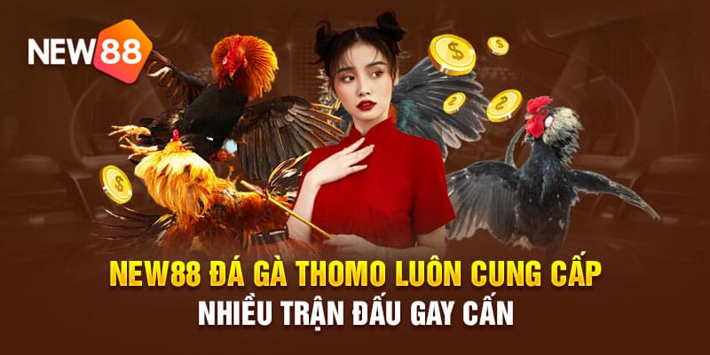 đá-gà-new88-hấp-dẫn