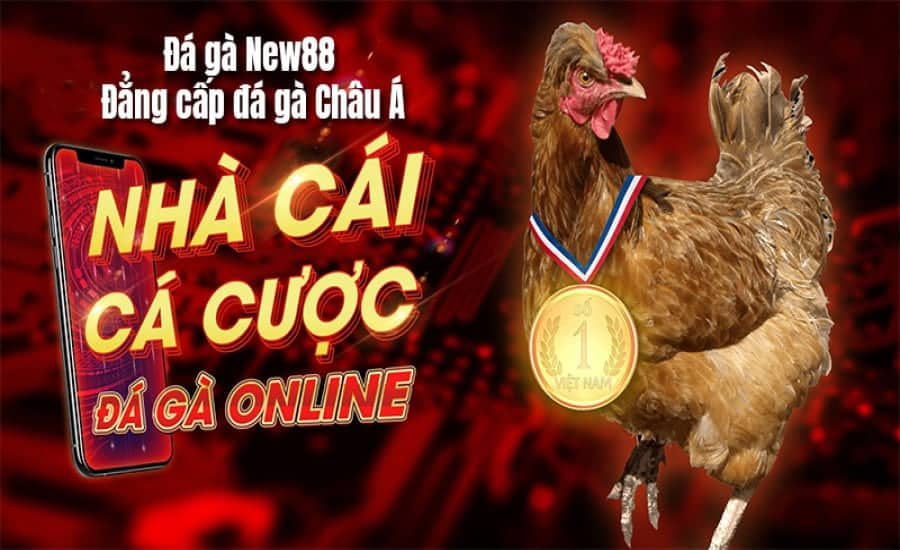 đá gà new88-trực-tiếp