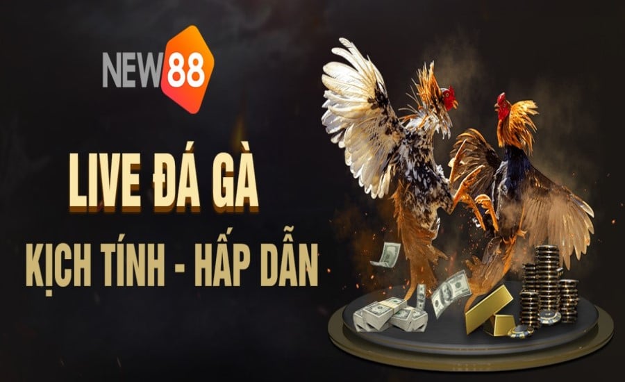 Live-đá-gà-new88-hấp-dẫn