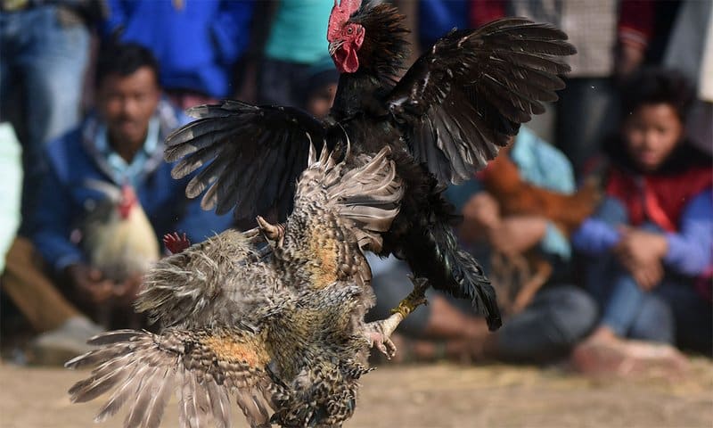 Kỹ năng cần có trong tường thuật đá gà trực tiếp