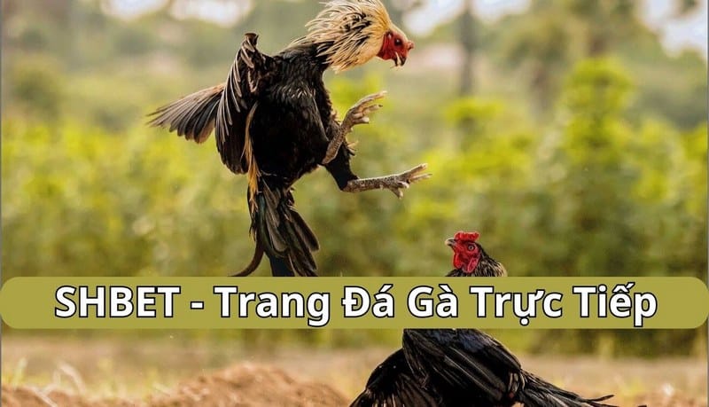 Shbet - Trang đá gà trực tiếp hấp dẫn