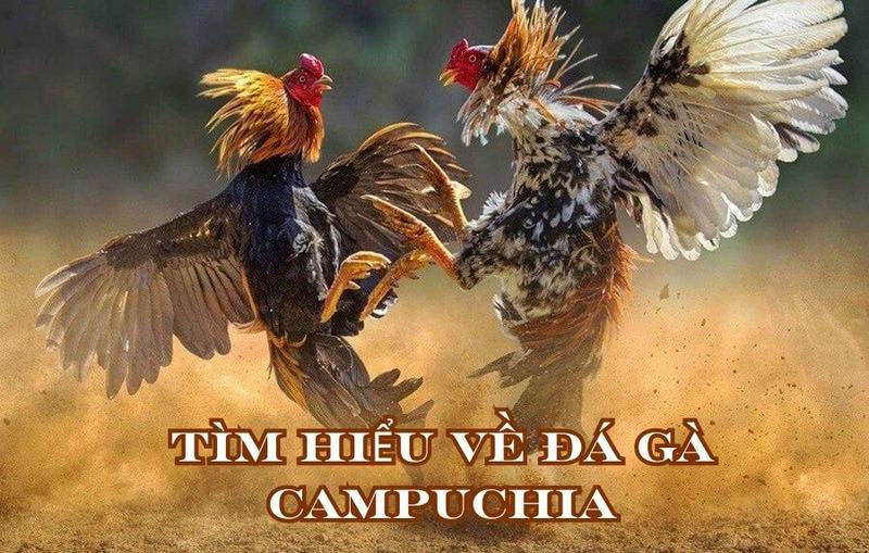 Tìm hiểu về đá gà Campuchia