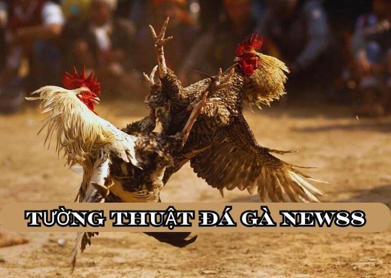 Tường thuật đá gà New88